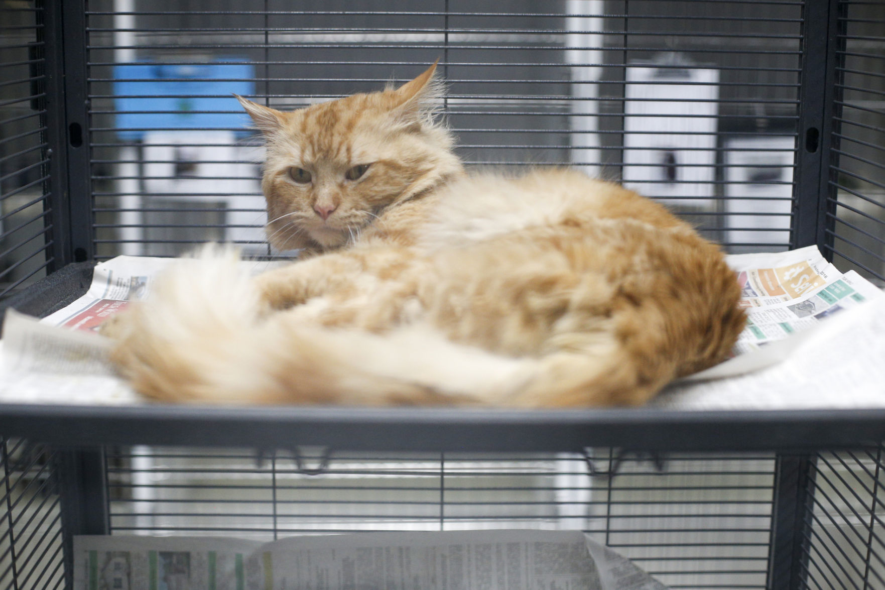 Clear the Shelter